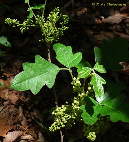 {Toxicodendron pubescens}